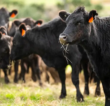 Beef & Veal
